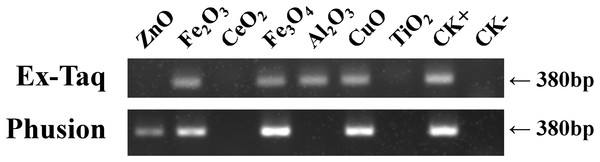 Effects of metal oxide NPs on DNA amplification by PCR as analyzed by gel electrophoresis.