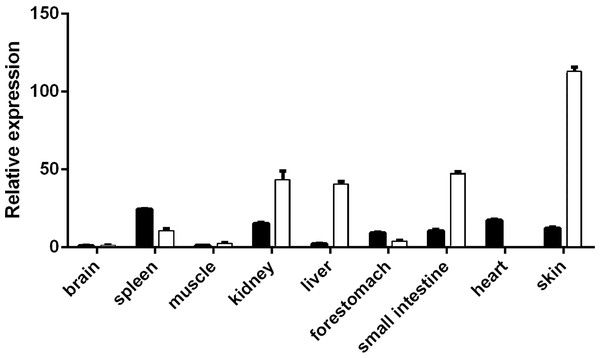 Expression spectrum of VDR in different tissues at E60 and E120.