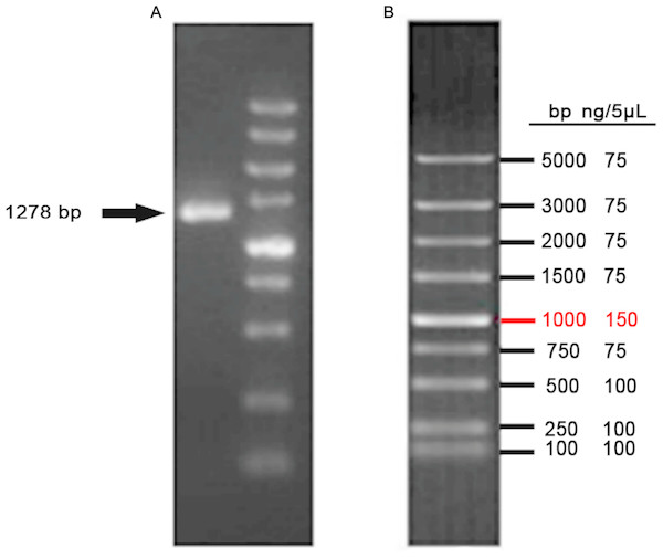 Amplification of VDR.