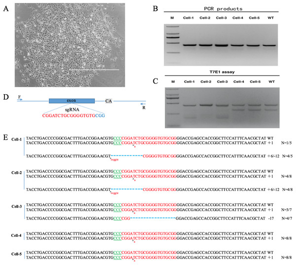 VDR-deficient DP cell obtain and identification.