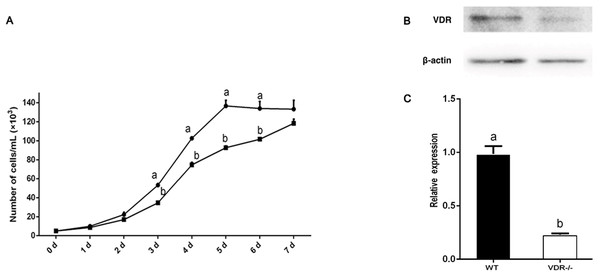 Verification of VDR function in DP cells.