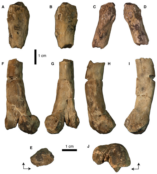 Photographs of left femur of Vegavis sp. (SDSM 78247).