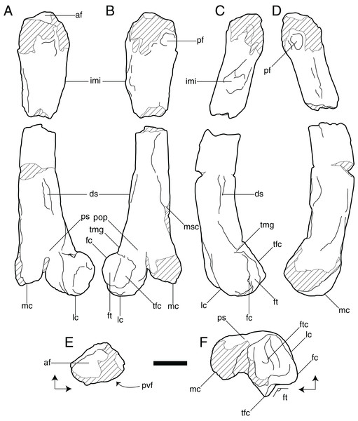 Line drawings of left femur of Vegavis sp. (SDSM 78247).