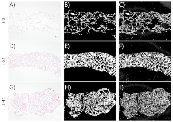 Images corresponding to cell culture samples of the CCO group: collagen, stem cells (CMMh-3A6), and the osteogenic culture medium.