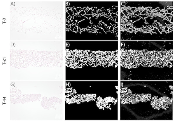 Images corresponding to cell culture samples of the CCT group: collagen, stem cells (CMMh-3A6), and the nonosteogenic culture medium.