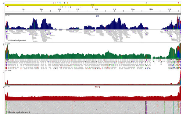 Integrative genomics viewer (IGV) visualization of L. (V) panamensis kDNA maxicircle assembled.