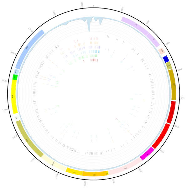 Graphical map of the maxicircle kDNA L. panamensis genome.
