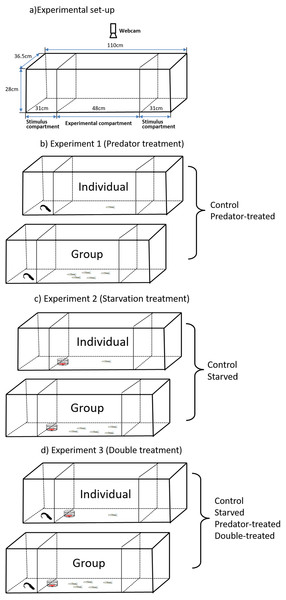 Experimental setup (A) for observation of spontaneous behaviors of the qingbo and the schematicdiagram (B, C, D) of the experimental design used in the present study.
