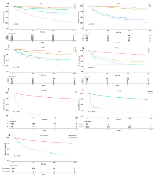 Overall Kaplan–Meier survival curves according to age (A), grade (B), T stage (C), N stage (D), M stage (E), surgery type (F) and chemotherapy (G).