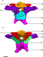 Ngwevu intloko: a new early sauropodomorph dinosaur from the Lower ...