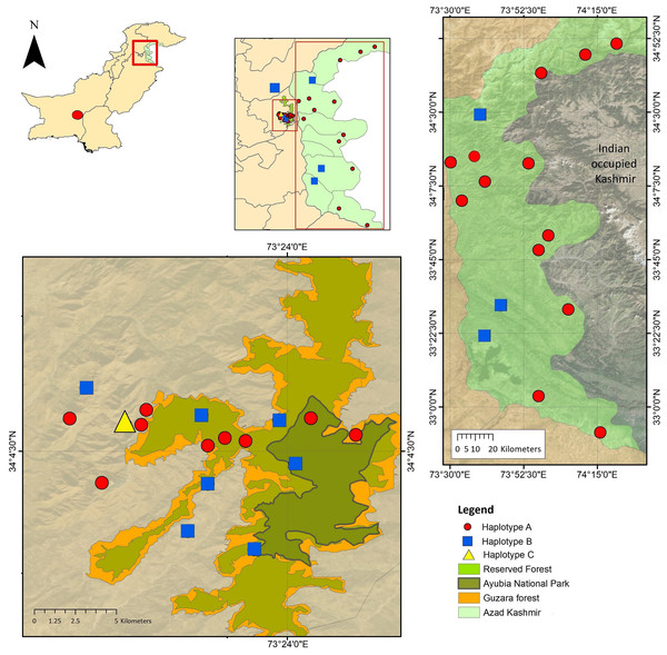 Sampling locations of Panthera pardus in the northern regions of Pakistan (Galyat and Azad Kashmir).