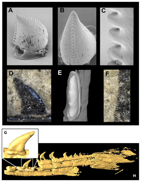 Mandible and comparative tooth morphology of Koparion and Hesperornithoides.