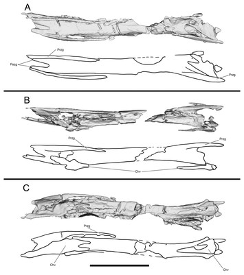 A new paravian dinosaur from the Late Jurassic of North America ...