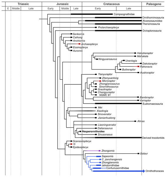 Partially expanded, time calibrated phylogenetic results.