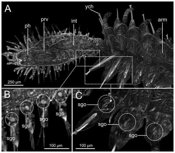 Micro-CT 3D volume renderings of internal anatomy of Syllis gracilis.