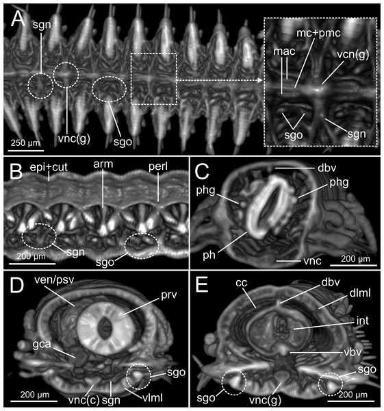 Micro-CT 3D volume renderings of internal anatomy of Syllis gracilis.