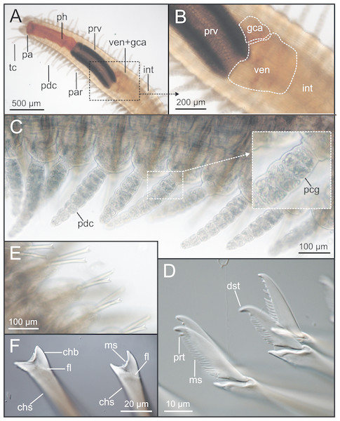 LCM micrographs of Syllis gracilis.