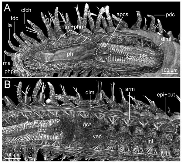 Micro-CT 3D volume renderings of Syllis gracilis.
