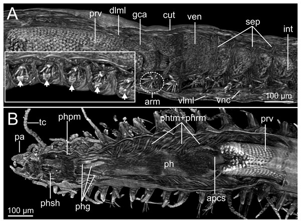 Micro-CT 3D volume renderings of Syllis gracilis.
