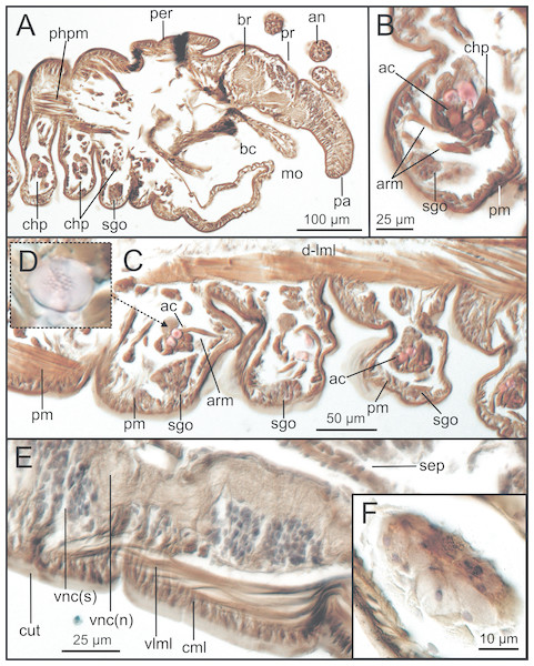Sagittal histological sections of Syllis gracilis.