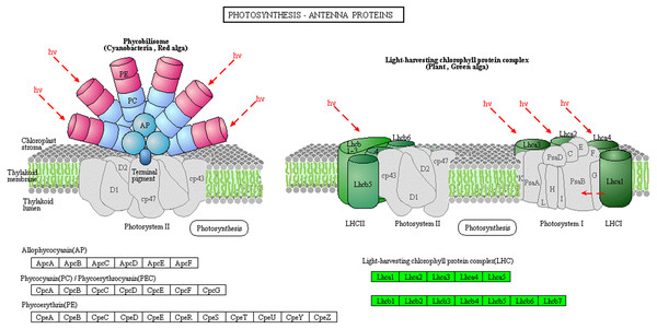 Photosynthesis-antenna protein pathways obtained from KEGG pathway analyses.