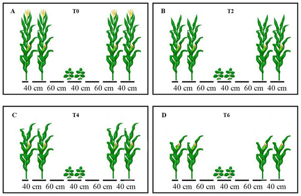 Schematic representation of maize canopy as affected by leaf excising treatments from 2017 to 2018 growing season.
