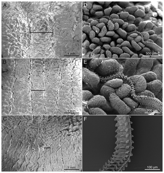 Scanning electron micrographs (SEM) of mucosal surface of spiral intestine and cestodes.