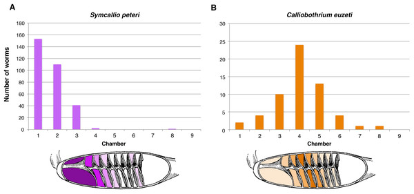 Total number of attached specimens recovered from each chamber of the spiral intestine in five individuals of Mustelus palumbes.