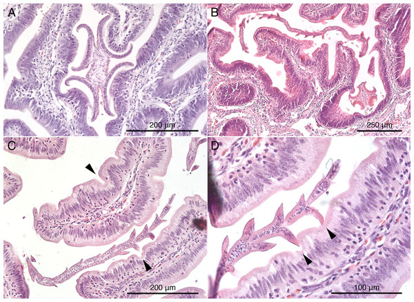 Histological sections of mucosal surface of Mustelus palumbes with cestodes attached.