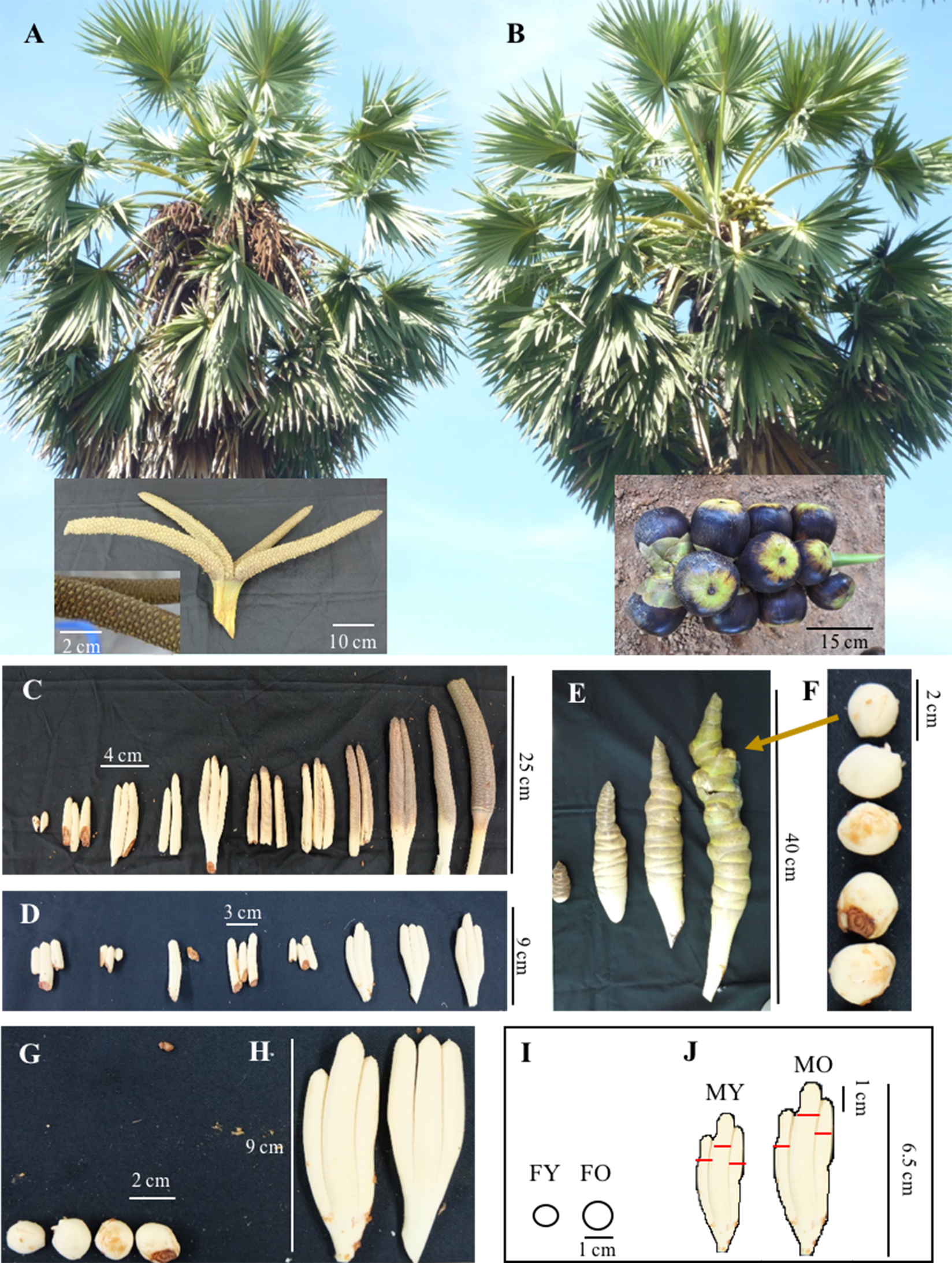 Towards Sex Identification Of Asian Palmyra Palm Borassus