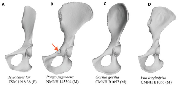 Comparison of hominoid pelvis morphology.
