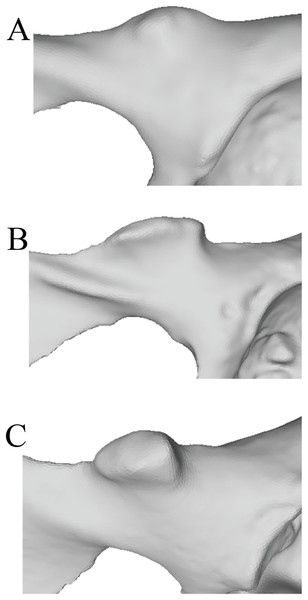 Laser scan depictions of the iliopectineal tubercle in three Pongo specimens.