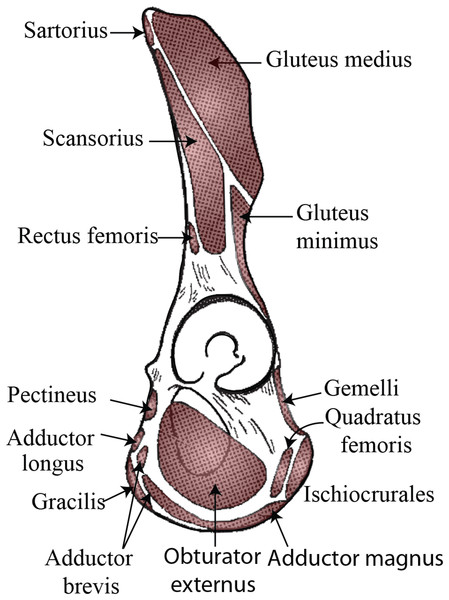 Muscle map (lateral view) showing historical interpretations of muscle attachment in Pongo.