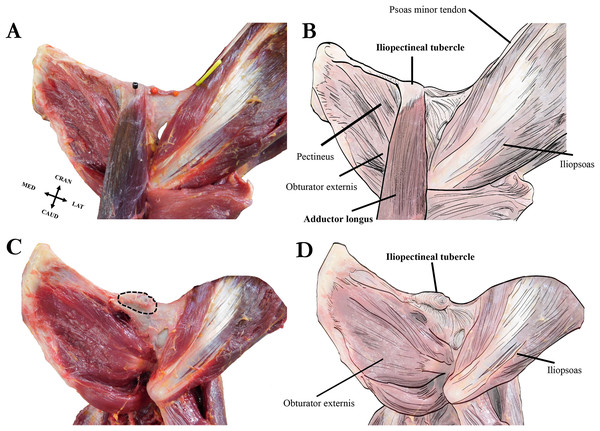 Left extrinsic pelvic and hindlimb musculature of an adult female Sumatran orangutan (Pongo abelii, NMS GH 84.17), anterior view.