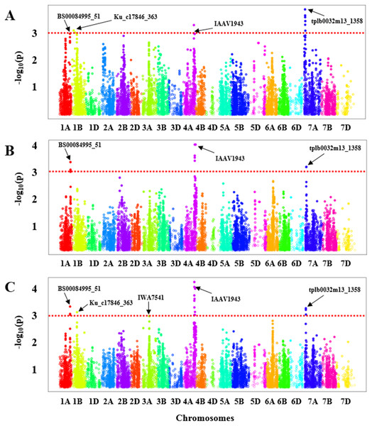 Manhattan plot with the −log10 (P-value) of all SNPs used in GWAS for bacterial leaf streak (BLS) on 299 genotypes of the Hard winter wheat association mapping panel (HWWAMP) using enriched compressed mixed linear model (ECMLM).