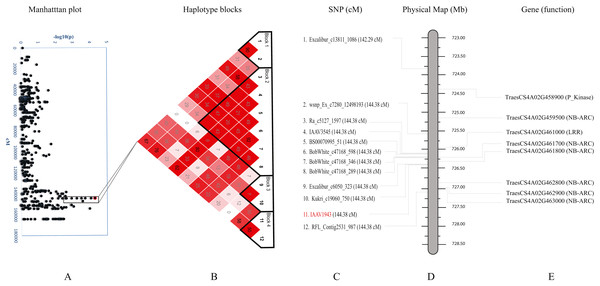 Haplotype analysis and detailed gene annotation of the Q.bls.sdsu- 4AL region conferring resistance to Bacterial leaf streak (BLS).