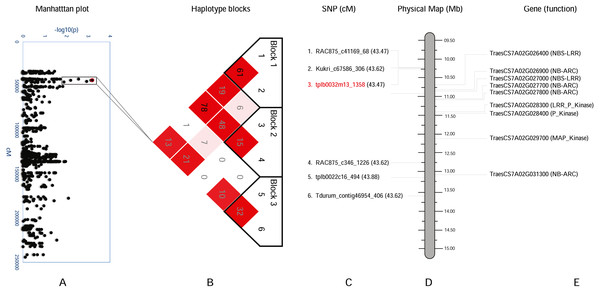 Haplotype analysis and detailed gene annotation of the Q.bls.sdsu- 7AS region conferring resistance to Bacterial leaf streak (BLS).