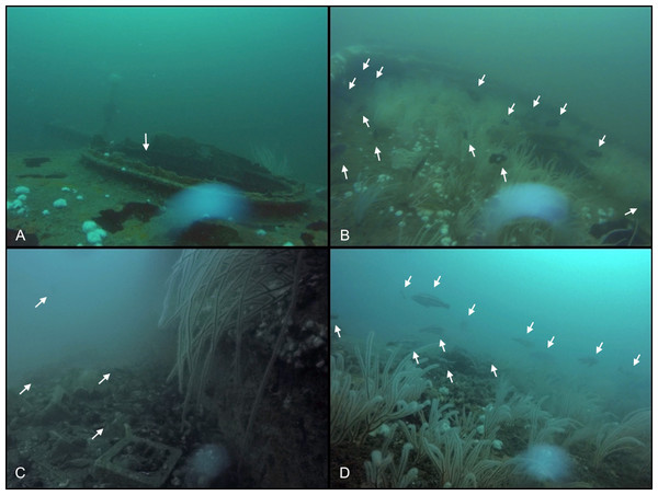 Comparisons of fish aggregations on sites.