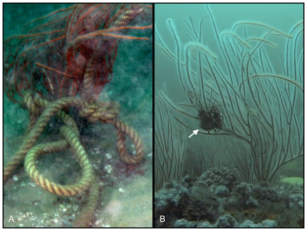 Anthropogenic disturbance effecting sea whip corals.