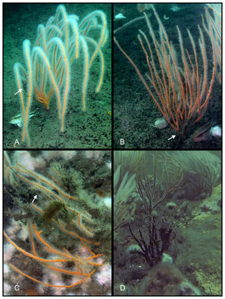 Sea whip corals at various levels of damage.