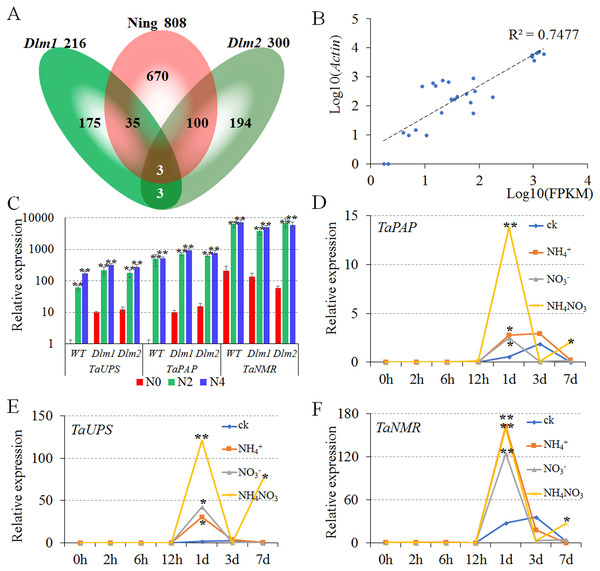 Verification and the expression patterns of conserved nitrogen metabolism-related genes.