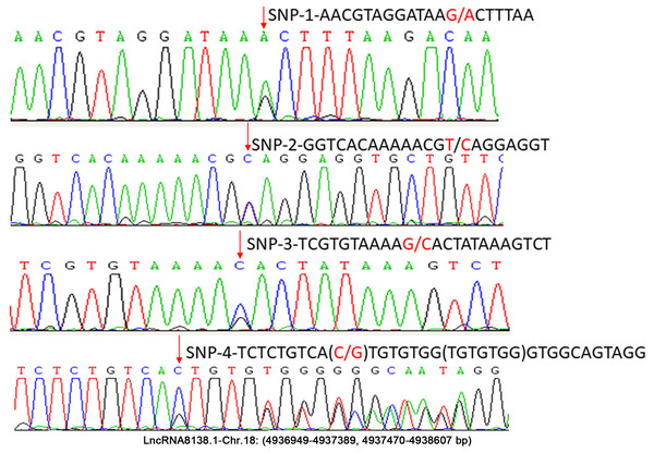 Association of single nucleotide polymorphism at long non-coding RNA 8138.1 with duration of ...