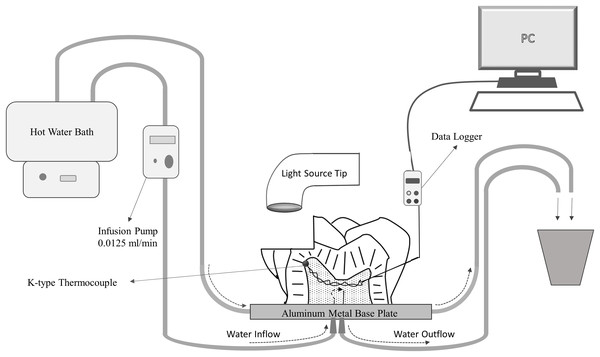 Schematic drawing of the primary second molar tooth and class II cavity with experimental pulp microcirculation model.