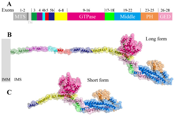The three-dimensional structure of human OPA1 protein.