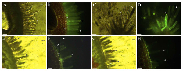 Photomicrographs of in vivo absorption of berberine by B. schreberi glandular trichomes.