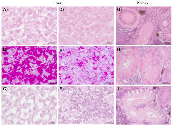 Representative sections of liver and kidney of brown trout.