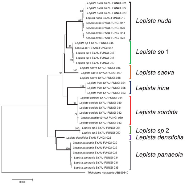 A neighbor-joining tree generated by analysis of ITS from eight Lepista spp.