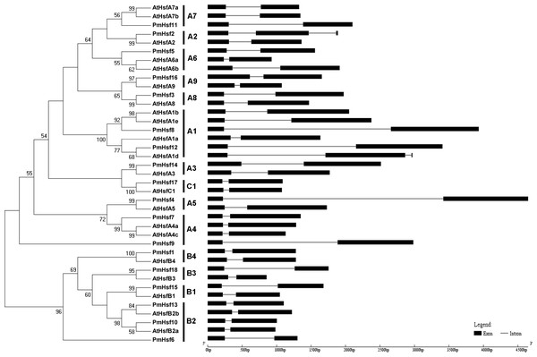 Phylogenetic trees and exon-intron structures for PmHsf and Arabidopsis Hsf families.