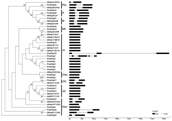 Phylogenetic trees and exon-intron structures for PmsHsp and Arabidopsis sHsp families.