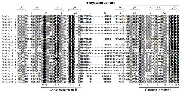 Multiple sequence alignment of the α-crystallin domain of the sHsp proteins in P. mume.